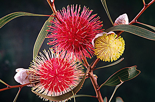 花,西南方,澳大利亚