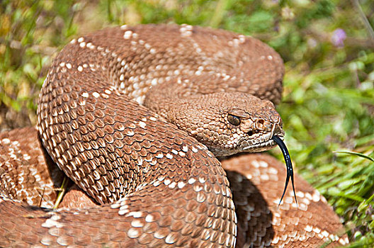 响尾蛇,河滨县,加利福尼亚,美国
