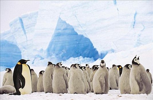 帝企鹅,海鸟,雏鸟,小动物,南极,动物