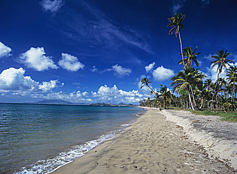 自然风光,沙滩,棕榈树,背景