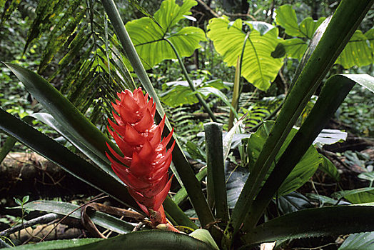 厄瓜多尔,亚马逊雨林,靠近,凤梨科植物