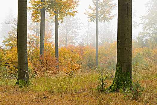 山毛榉树,雾气,施佩萨特,巴伐利亚,德国