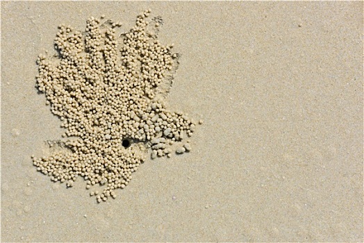 海滩,发现,沙子,螃蟹,家