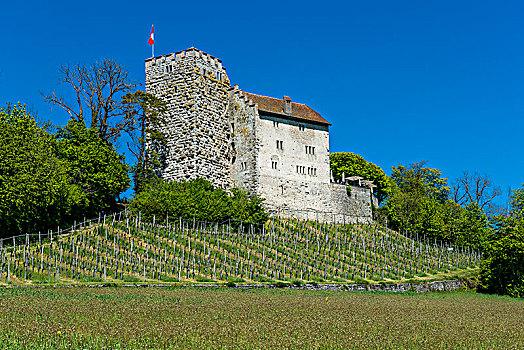 城堡,哈布斯堡王朝,阿尔皋,瑞士,欧洲