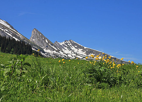 野花,顶峰,山脉