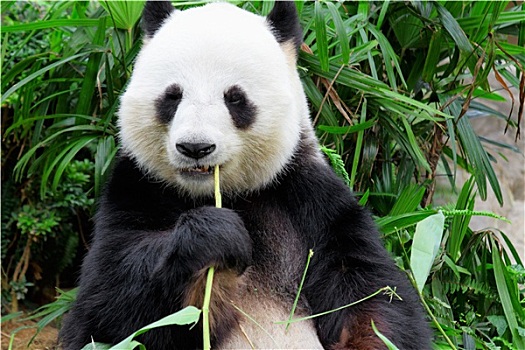 熊猫,吃,竹子,叶子