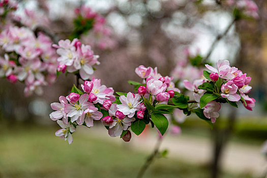 紫荆花,海棠花