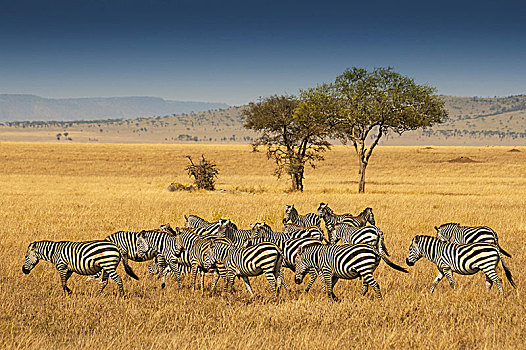 牧群,斑马,塞伦盖蒂国家公园,坦桑尼亚,平原斑马,马,白氏斑马