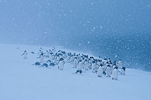 阿德利企鹅,群,雪中,风暴,南极