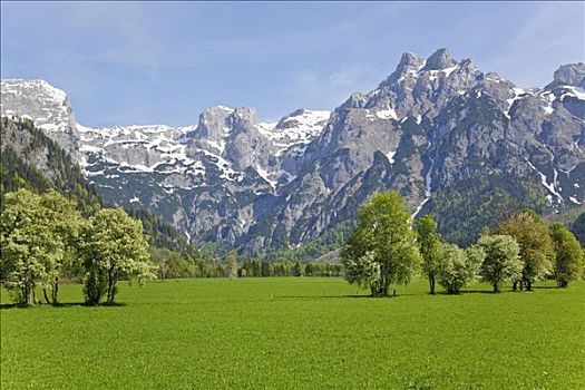 绿色,草地,萨尔茨堡,奥地利
