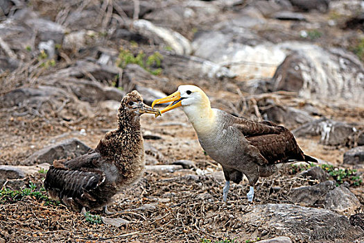 信天翁,成年,喂食,幼禽,加拉帕戈斯群岛