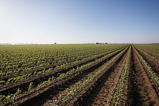 玉米,8-10岁,叶子,陆地,犁沟,灌溉,日出,英格兰,阿肯色州,美国