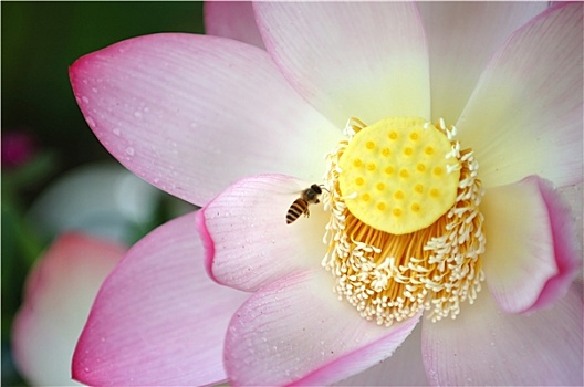 盛开,莲花,蜜蜂