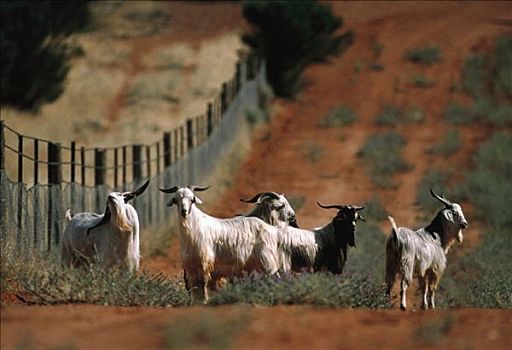 山羊,牧群,站立,靠近,澳洲野狗,栅栏,澳大利亚