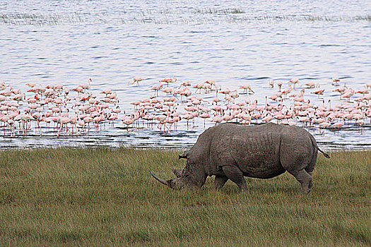 肯尼亚纳库鲁湖火烈鸟与犀牛