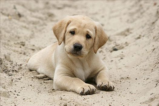 黄色拉布拉多犬,小狗,卧,沙子