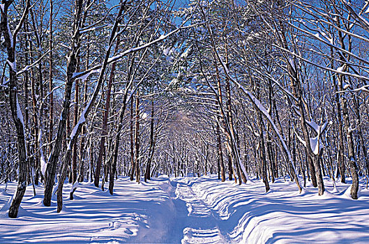 树,积雪,树林