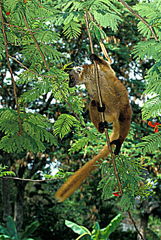 褐色,狐猴,枝头,马达加斯加