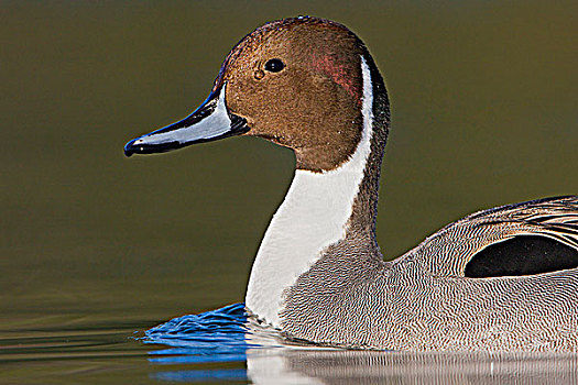 雄性,北方,尖尾鸭,针尾鸭,维多利亚,不列颠哥伦比亚省,加拿大