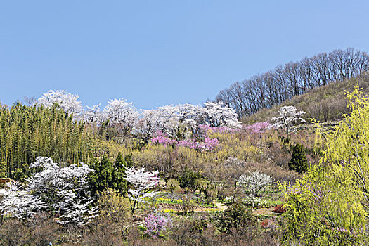 樱桃树,公园,福岛,日本