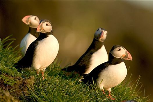 大西洋角嘴海雀,北极,群,岛屿,冰岛