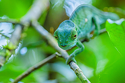 madagascar马达加斯加变色龙chameleon