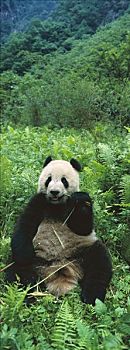 大熊猫,中国
