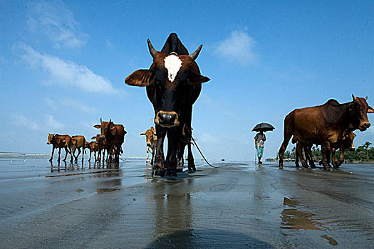 赶牛,海滩,孟加拉,911事件,2009年,女儿,海洋,一个,自然,斑点,全景,上升,夕阳