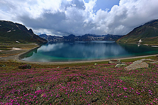 长白山高山杜鹃