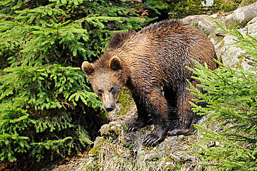 欧亚,棕色的熊,熊棕熊棕熊,年轻人,站在岩石,在巴伐利亚森林,巴伐利亚,德国