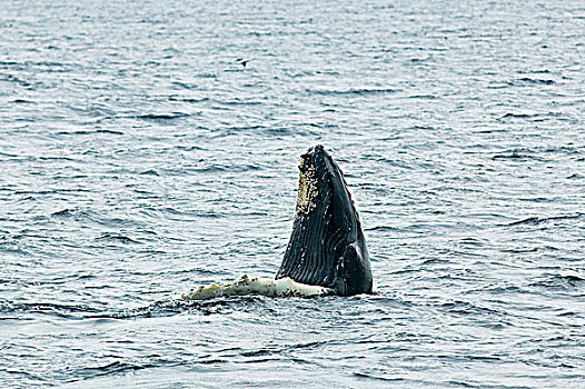 驼背鲸,鲸跃,大翅鲸属,鲸鱼,生态,自然保护区,纽芬兰,加拿大