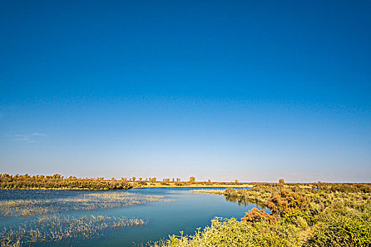 胡杨林,湖泊,倒影,美景