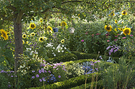 别墅花园,夏花,多年生植物,苹果树