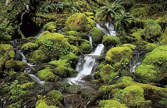 小溪,苔藓,垫,温带雨林,雷尼尔山国家公园,华盛顿