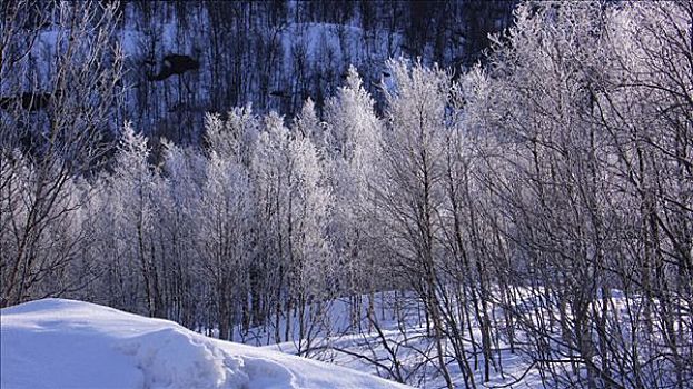 桤木,白霜,挪威