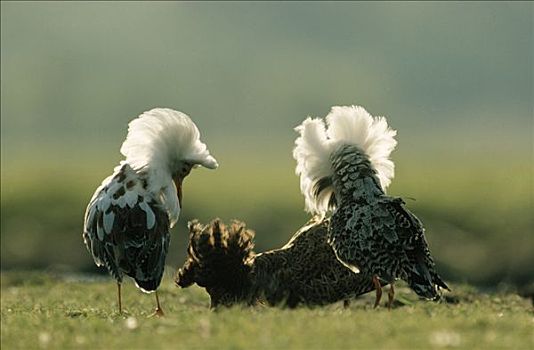 毛领鸽,流苏鹬,展示,饲养,季节,欧洲