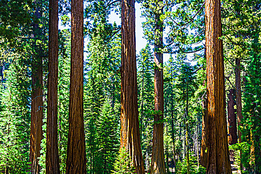 大,美洲杉,树,红杉国家公园,靠近,巨大,乡村