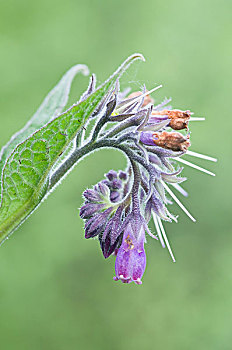 紫草科植物,聚合草,荷兰,欧洲