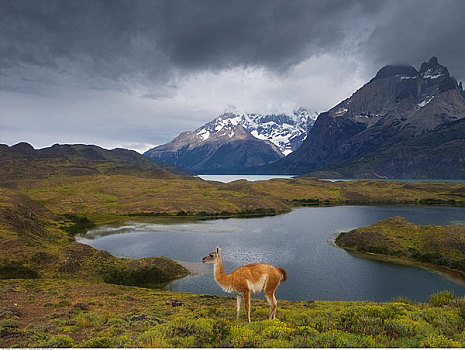 原驼,湖,托雷德裴恩国家公园,巴塔哥尼亚,智利