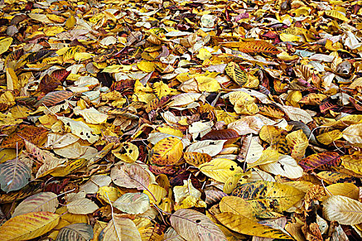 秋叶,地上,德国,欧洲
