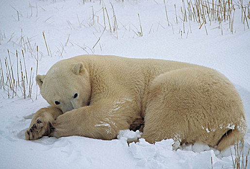 极地,熊,休息,哈得逊湾,加拿大
