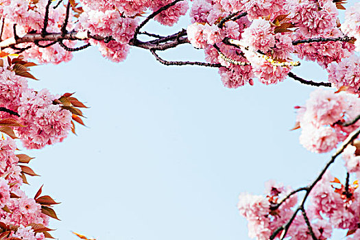 花,日本,樱桃