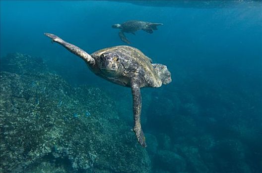 太平洋,绿海龟,龟类,一对,加拉帕戈斯群岛,厄瓜多尔