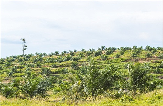 油,棕榈树,种植园,地点