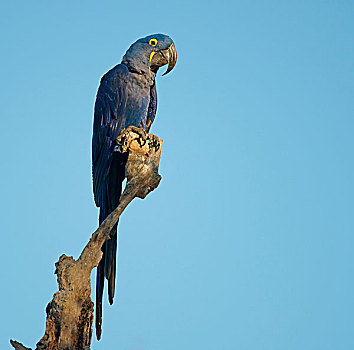 紫蓝金刚鹦鹉,坐,枯枝,潘塔纳尔,巴西,南美
