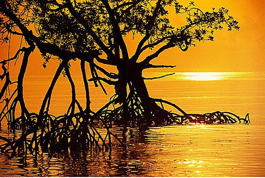 剪影,红树,水中,日出,岛屿,安达曼群岛