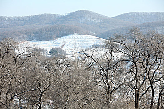 雪野,北方,东北,大雪,原野,土地,冬季,洁白,干净,风景,村庄,农村