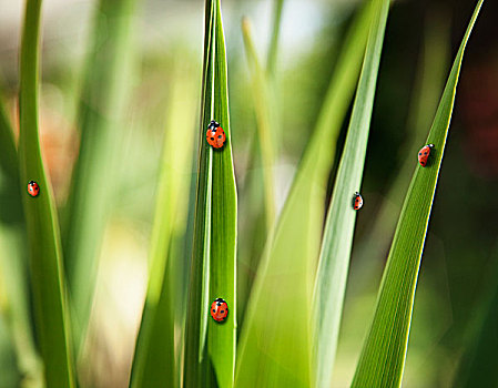 瓢蟲(chóng),樹(shù)葉