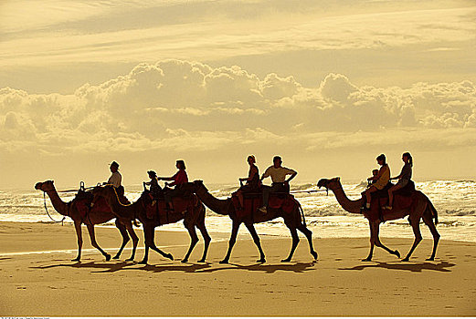 人,骑,骆驼,灯塔,海滩,港口,麦夸里岛,新南威尔士,澳大利亚