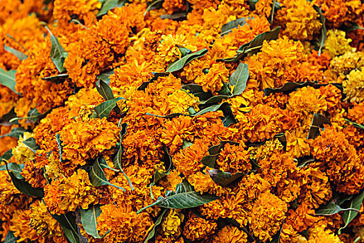印度,德里,堆积,万寿菊,供品
